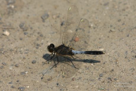 Leucorrhinia caudalis