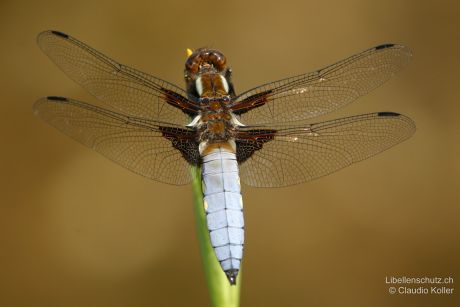 Libellula depressa