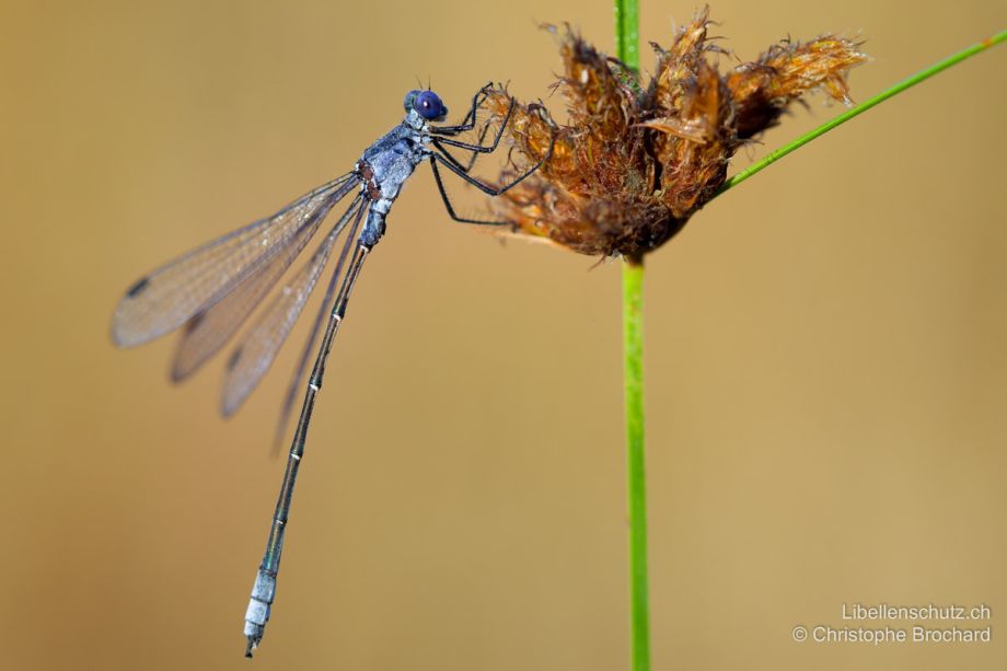 Lestes macrostigma