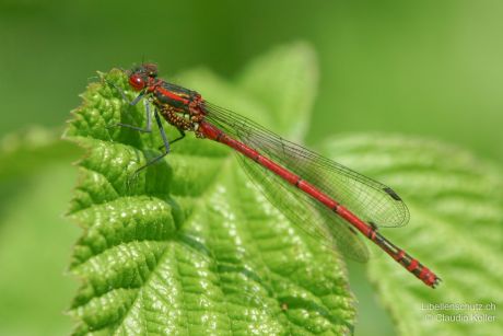 Pyrrhosoma nymphula