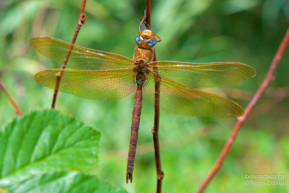 Aeshna grandis