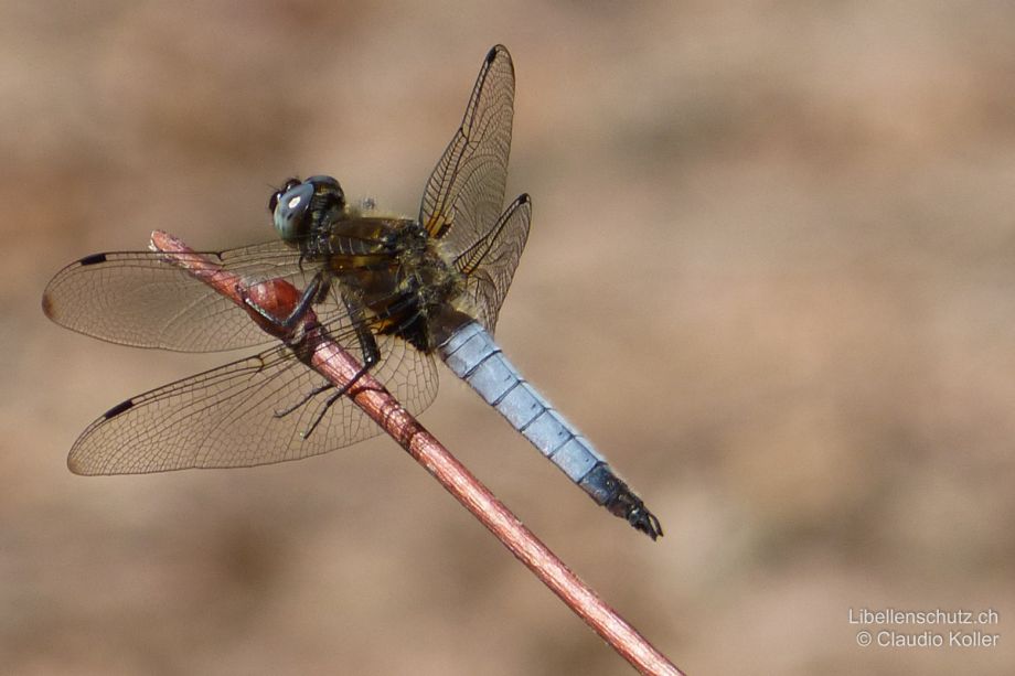 Libellula fulva