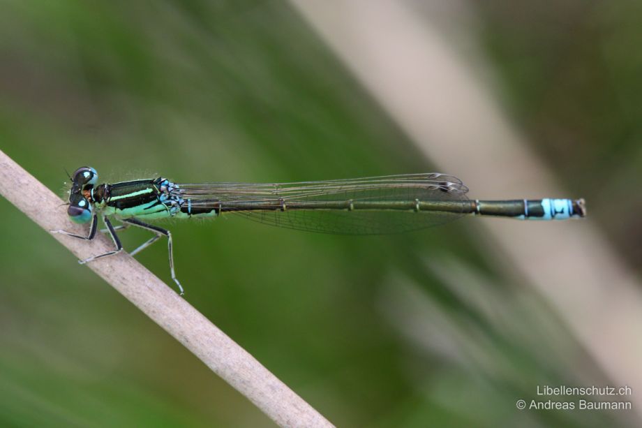 Ischnura pumilio