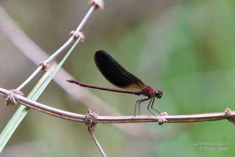 Calopteryx haemorrhoidalis