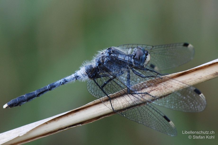 Leucorrhinia albifrons