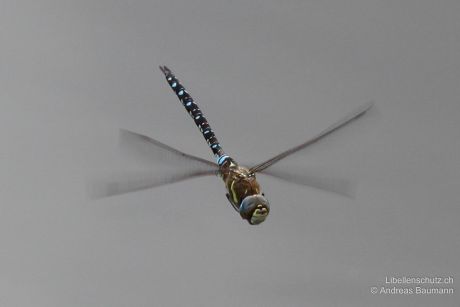 Aeshna mixta