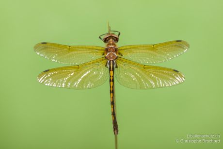 Oxygastra curtisii