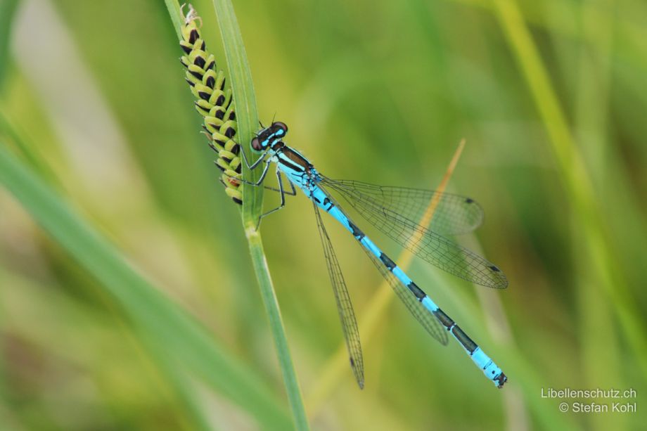 Coenagrion hastulatum