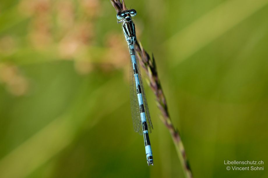 Coenagrion mercuriale