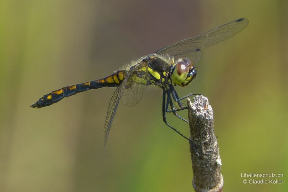 Sympetrum danae