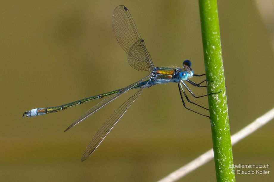 Lestes sponsa