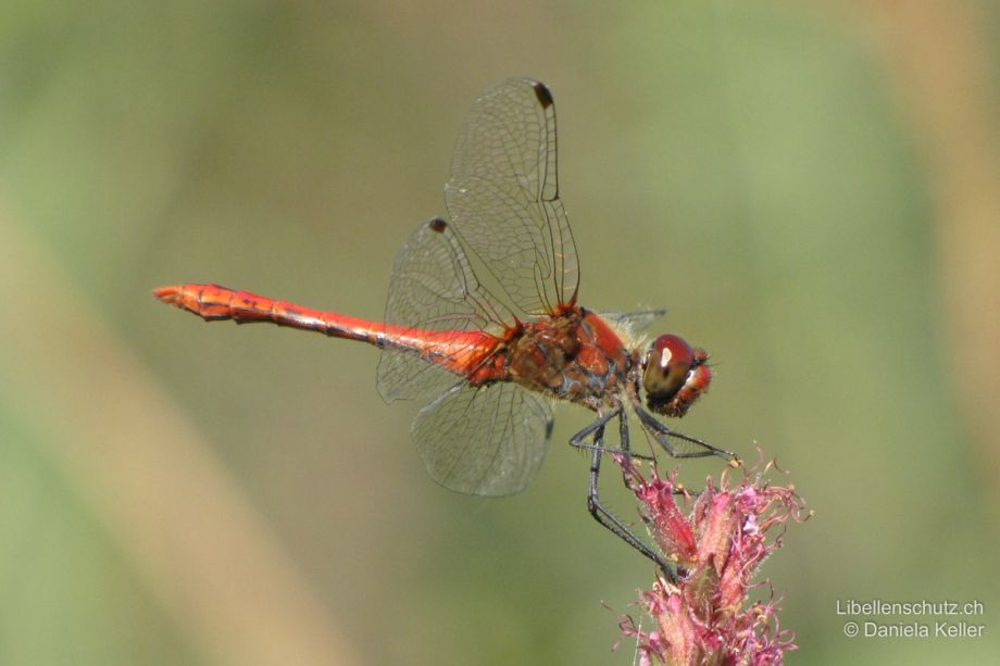 Sympetrum sanguineum