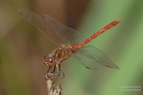 Sympetrum meridionale