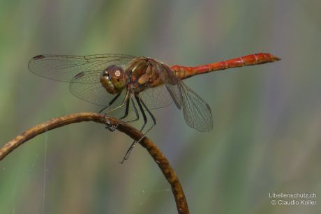 Sympetrum vulgatum