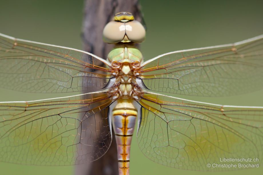 Anax ephippiger