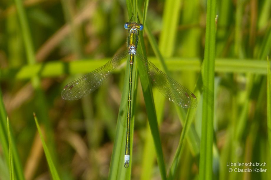 Lestes virens vestalis