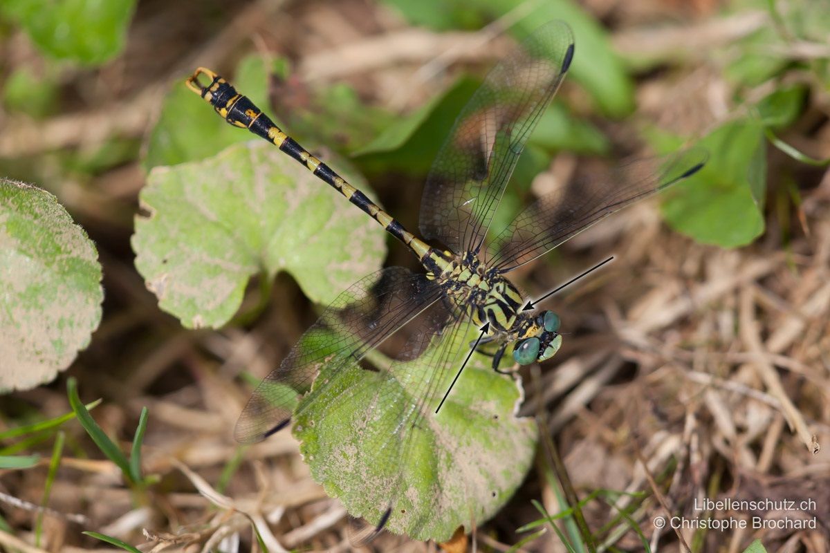 Grosse Zangenlibelle (Onychogomphus uncatus). Männchen. Der äussere schwarze Streifen auf der Oberseite des Thorax ist nicht eingeschnürt und verbindet sich gegen die Flügel zu nicht mit dem schwarzen Rückenband. Dieses wiederum zieht sich in einer schmalen Spitze bis zum Vorderrand des Thorax und durchbricht so das gelbe Halsband.