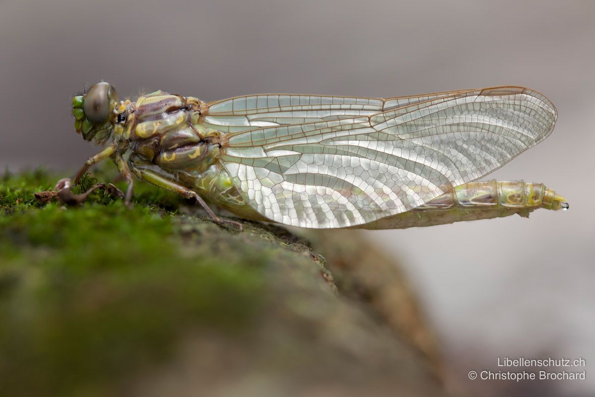 Grosse Zangenlibelle (Onychogomphus uncatus). Jungtier. Frisch geschlüpftes Weibchen. Noch gänzlich ohne Färbung.