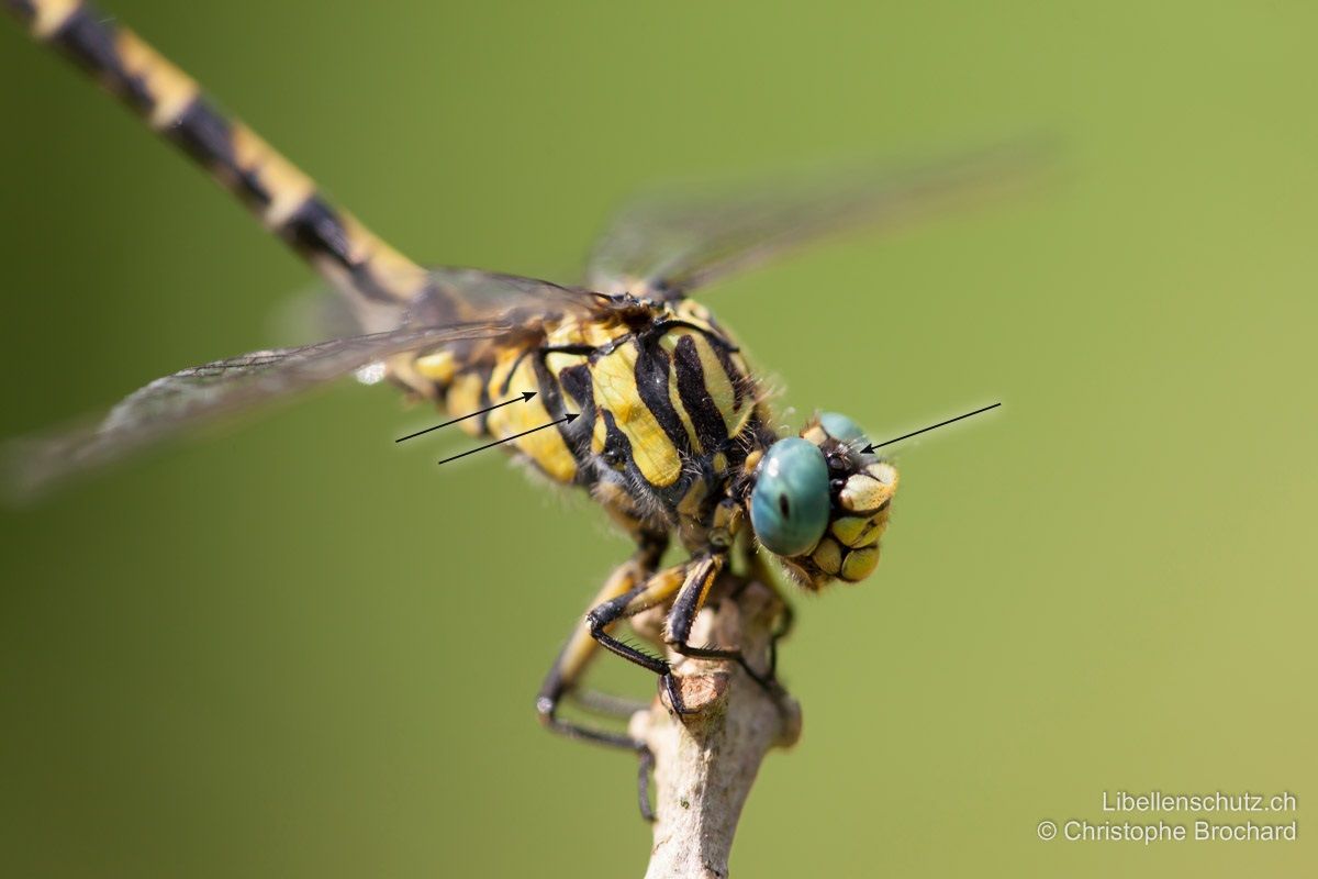 Grosse Zangenlibelle (Onychogomphus uncatus). Männchen. Die beiden hinteren schwarzen Bänder auf der Thoraxseite sind durchgehend, ausgedehnt und teilweise verwachsen. Der Vertex ist komplett schwarz.