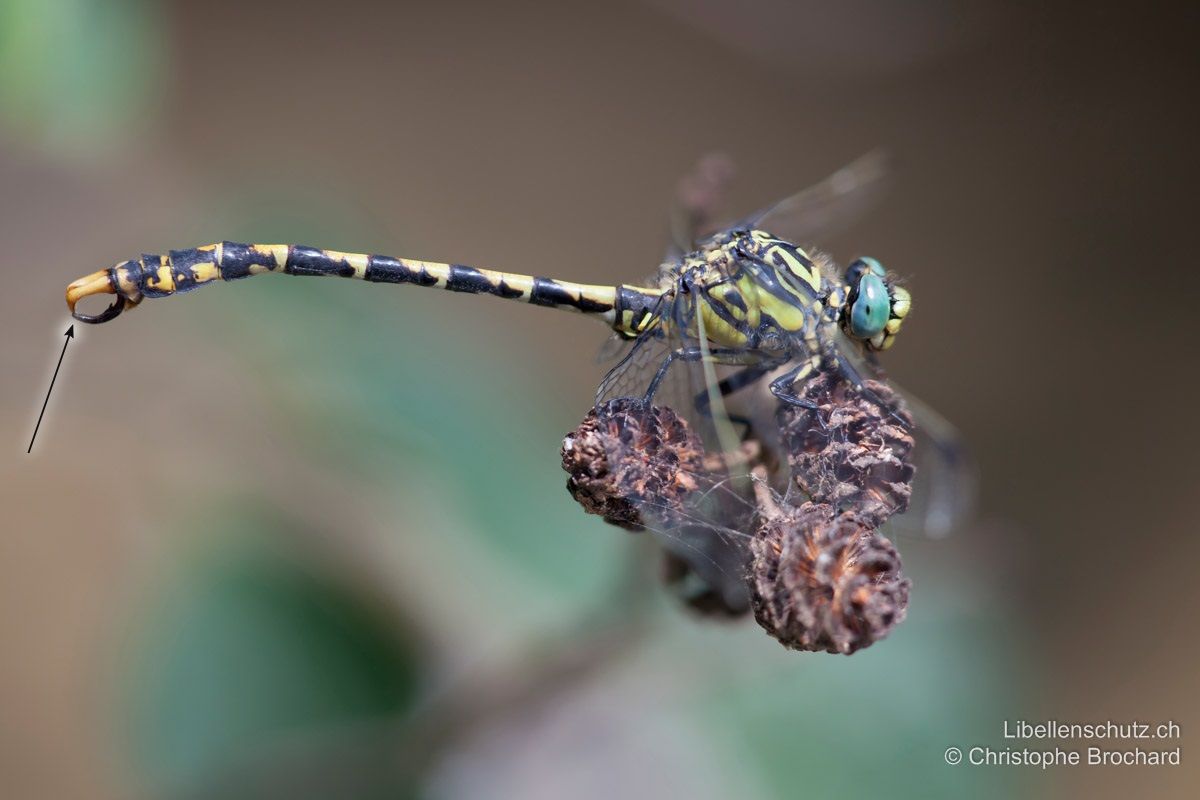Grosse Zangenlibelle (Onychogomphus uncatus). Männchen. Die unteren Anhänge besitzen an der Spitze keinen Fortsatz.